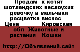 Продам 2х котят шотландских веслоухих.девочку и мальчика.расцветка вискас. › Цена ­ 2 500 - Кировская обл. Животные и растения » Кошки   